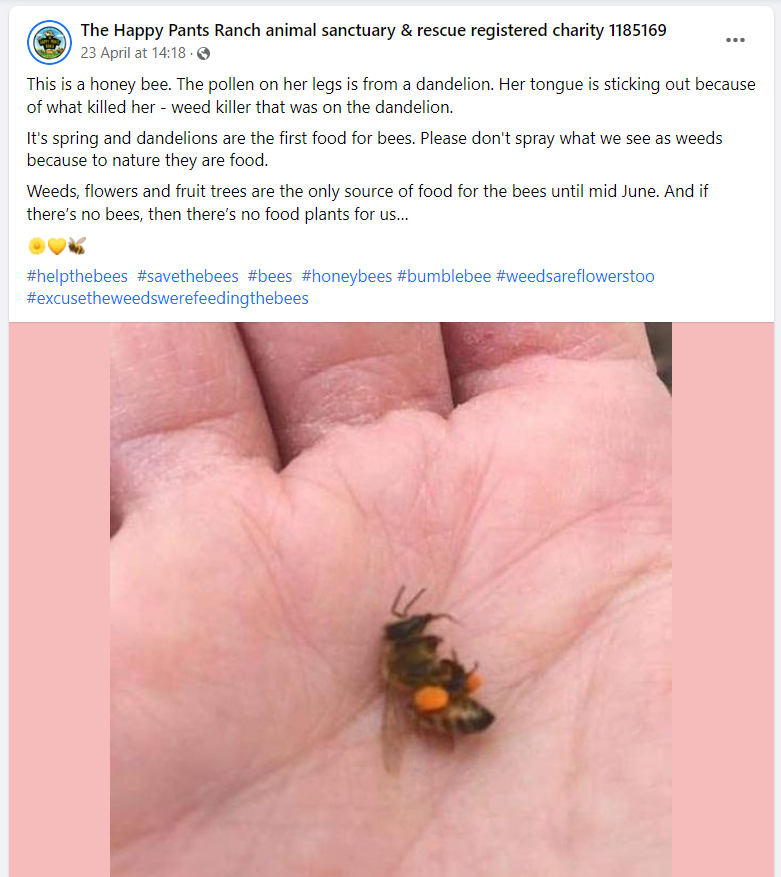 honey bee dead from weedkiller