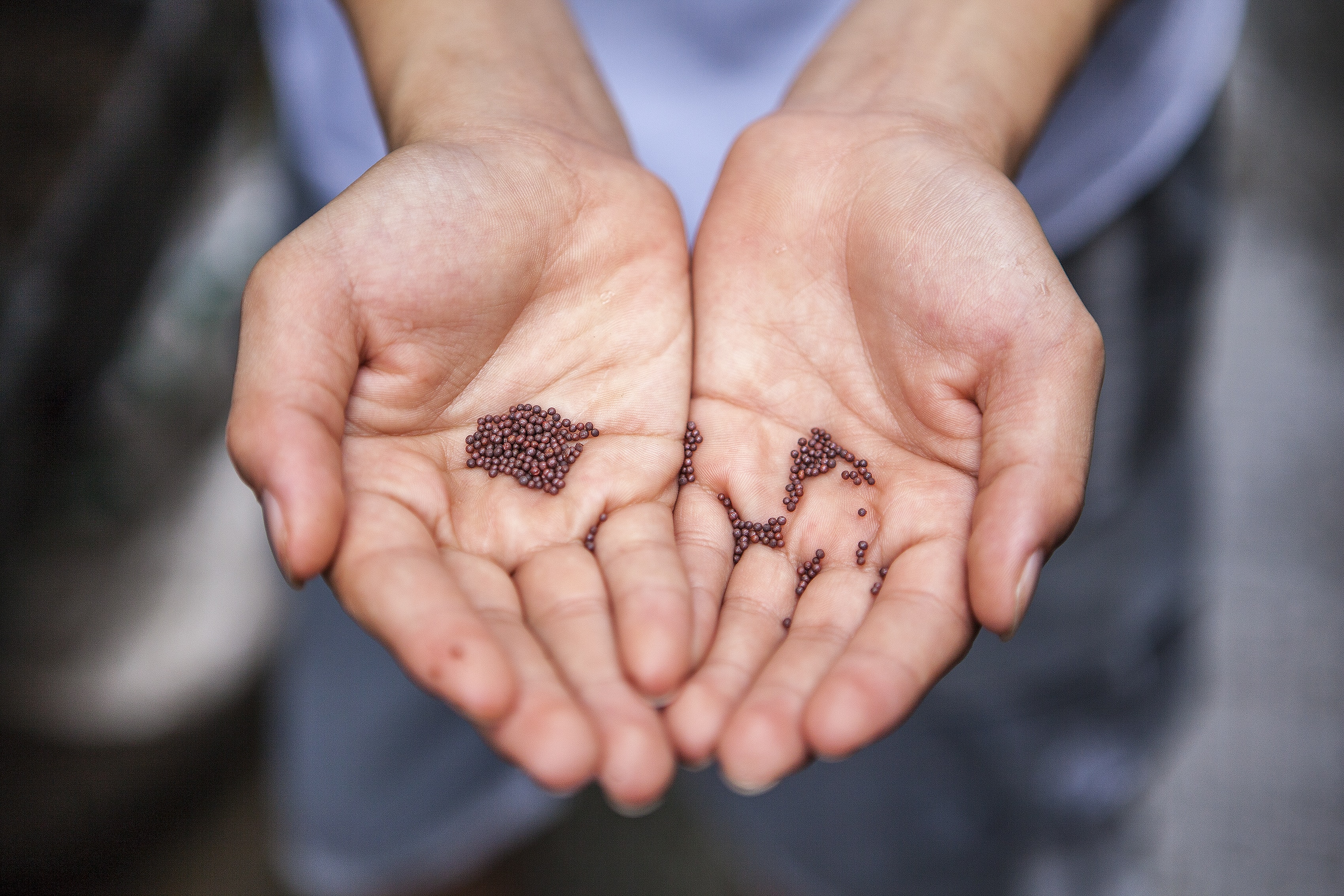 mustard seeds
